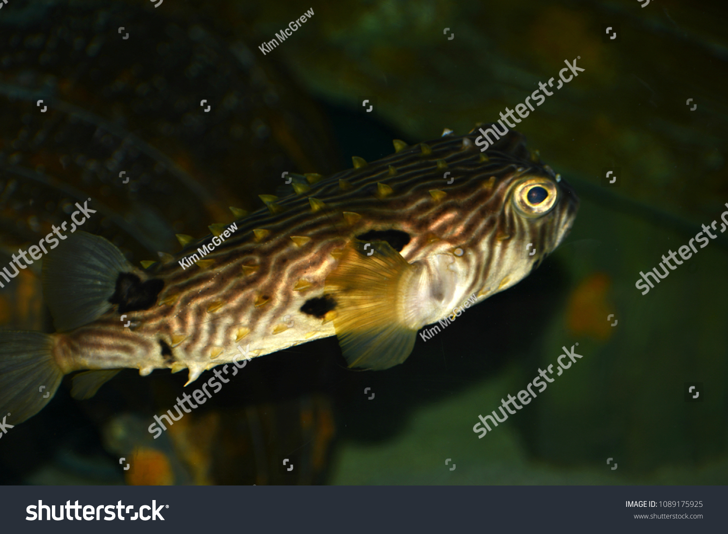 spiny box puffer care
