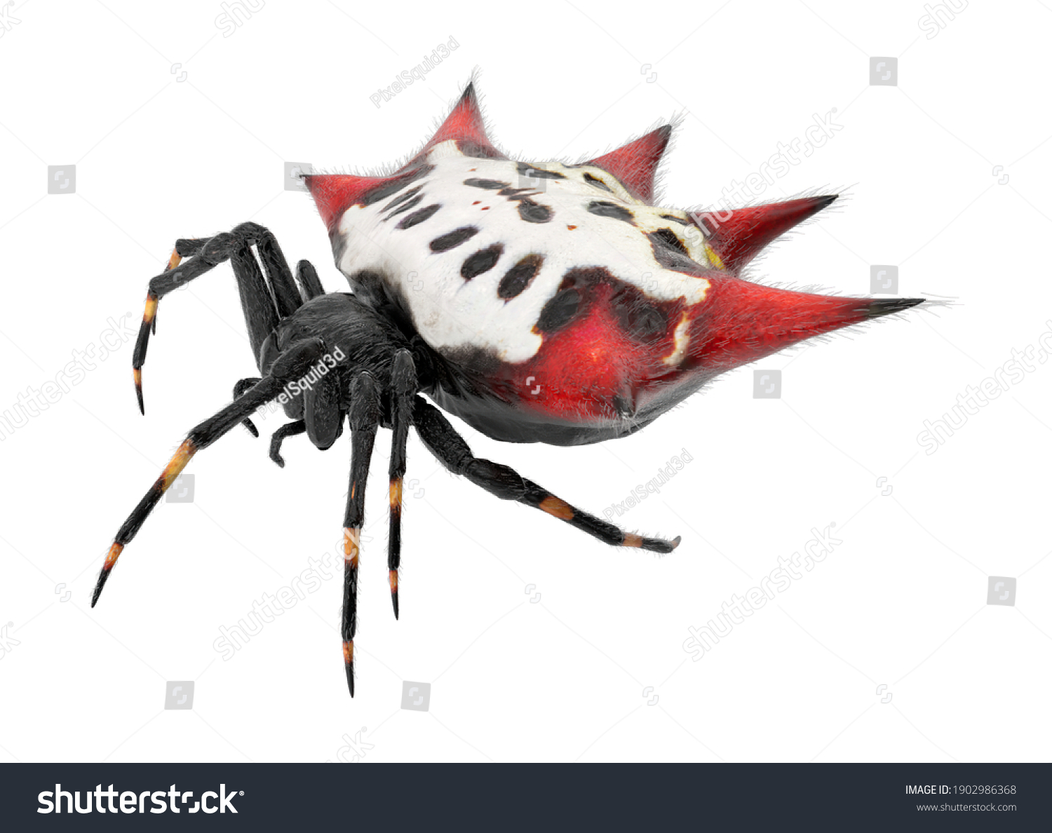 997 Spiny orb spider Images, Stock Photos & Vectors | Shutterstock