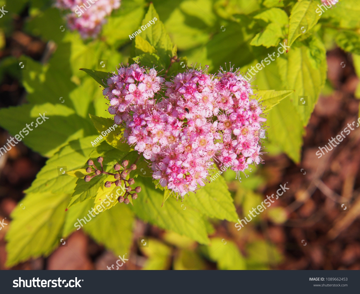 66 Spirea Goldmound Images, Stock Photos & Vectors 