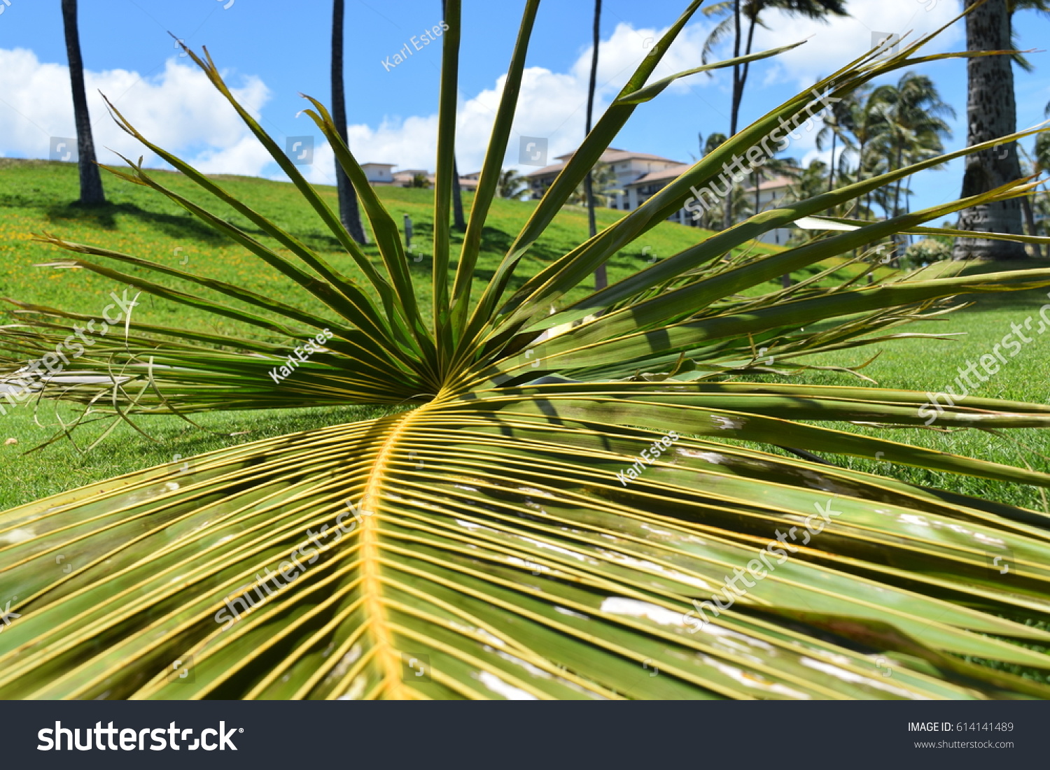 Spiral Palm Leaf Stock Photo 614141489 | Shutterstock