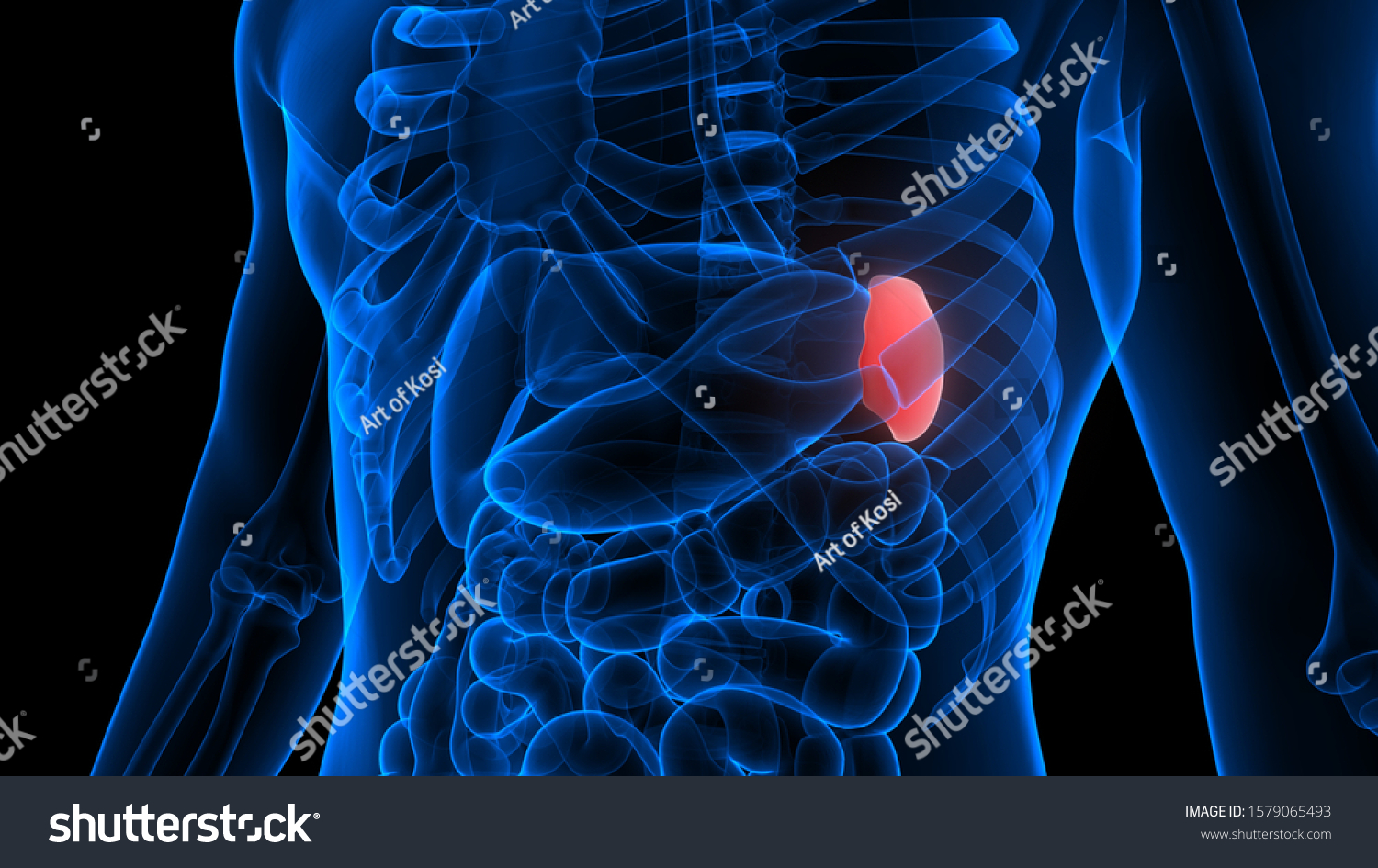 Spleen Part Human Internal Organ System Stock Illustration 1579065493