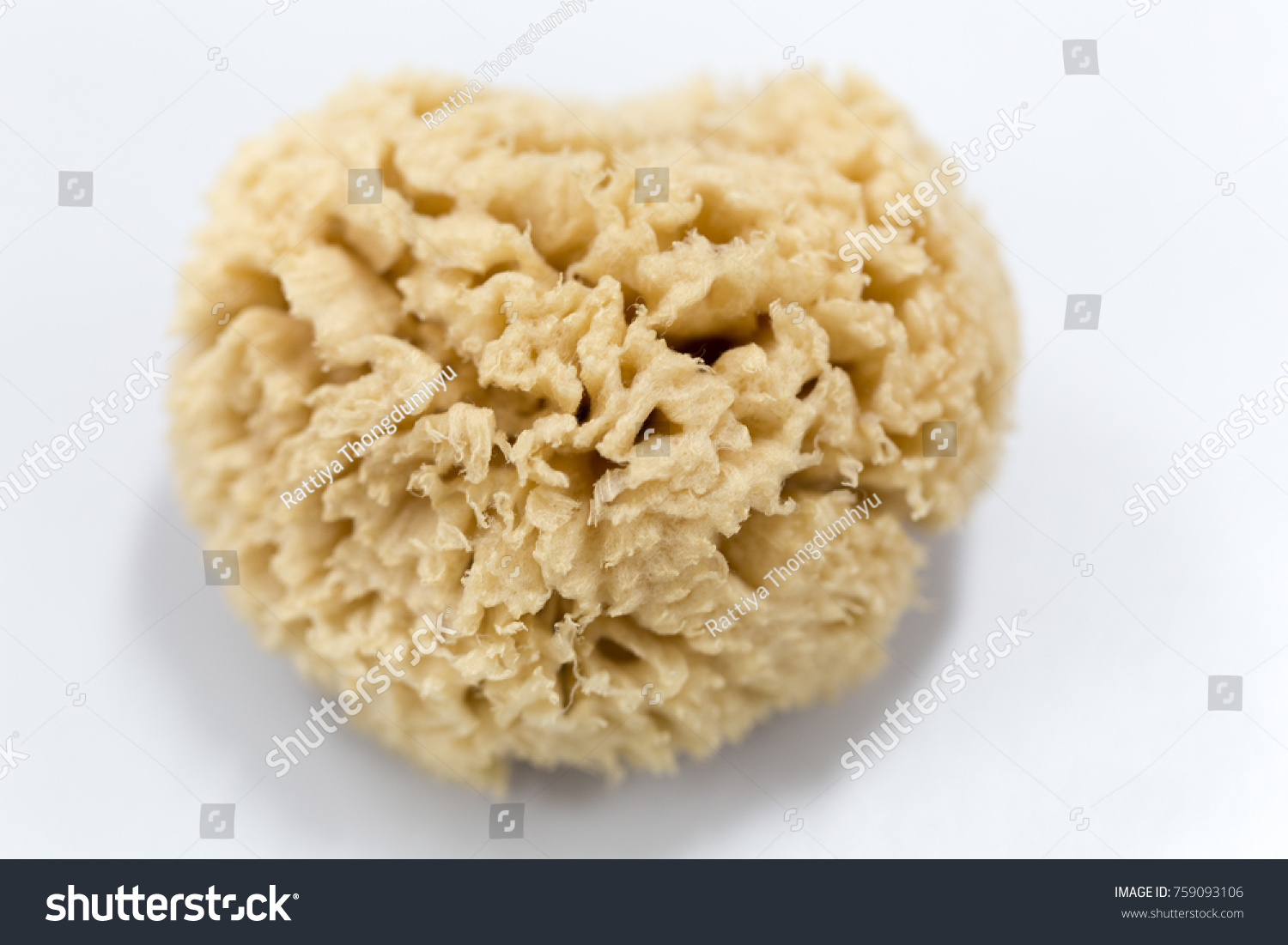 10 Spongin fibers Images, Stock Photos & Vectors | Shutterstock