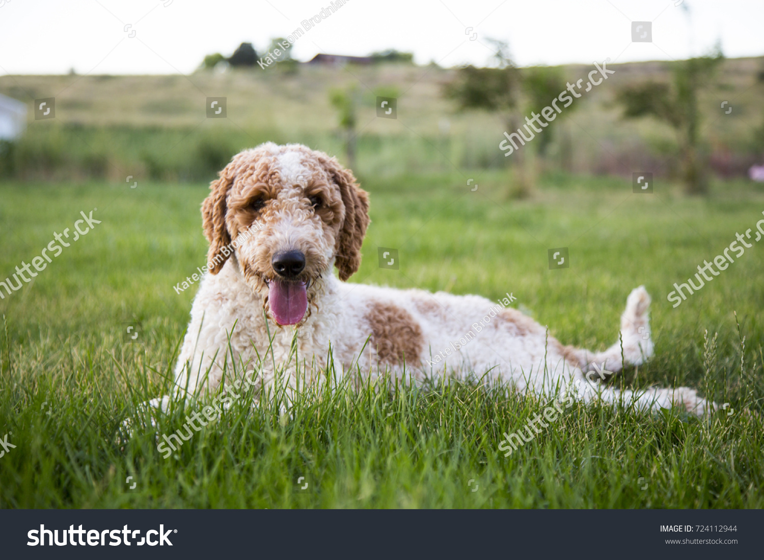 spotted goldendoodle
