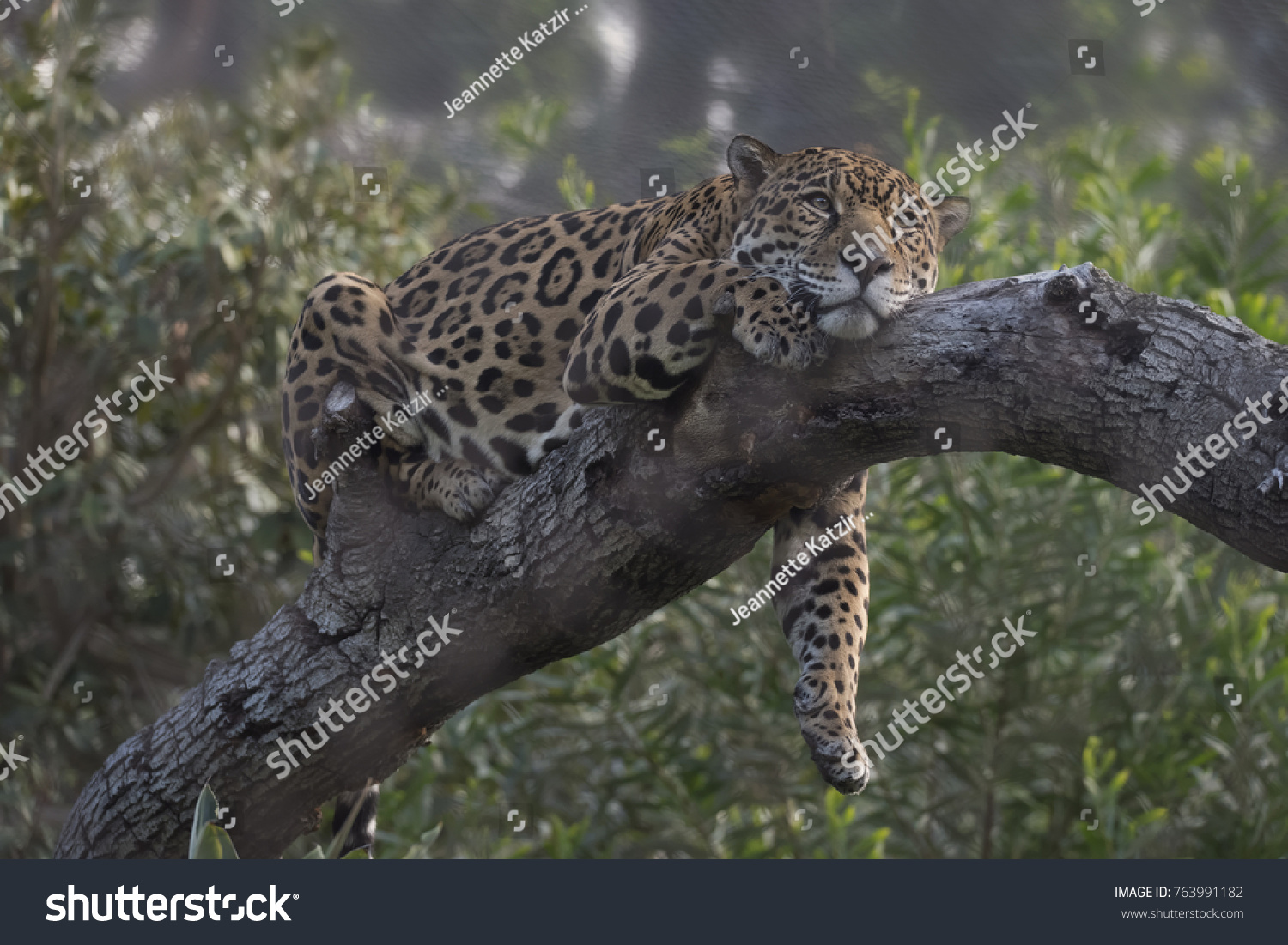Spotted Jaguar On Tree Branch Stock Photo Edit Now