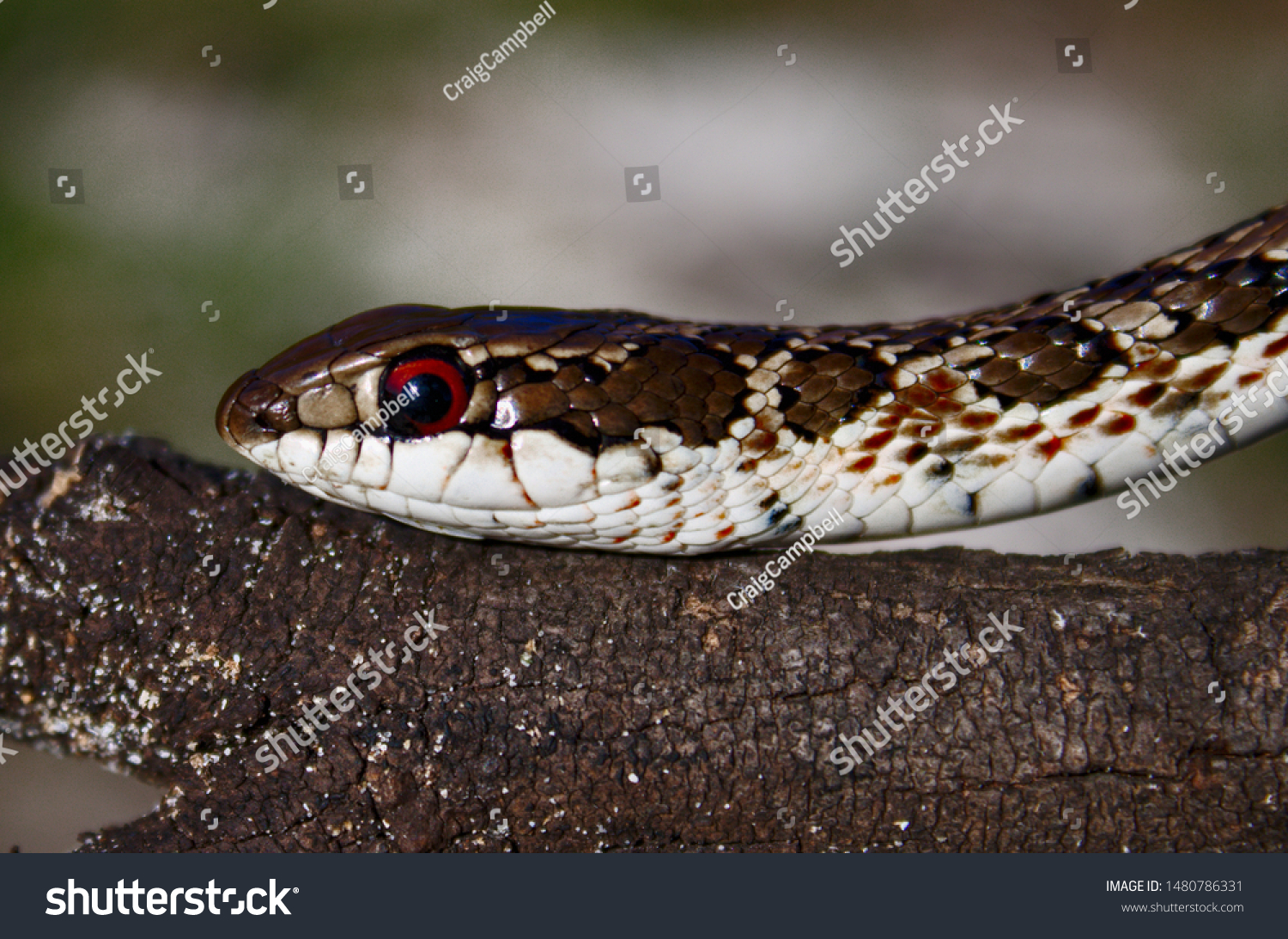 121 Spotted skaapsteker Images, Stock Photos & Vectors | Shutterstock