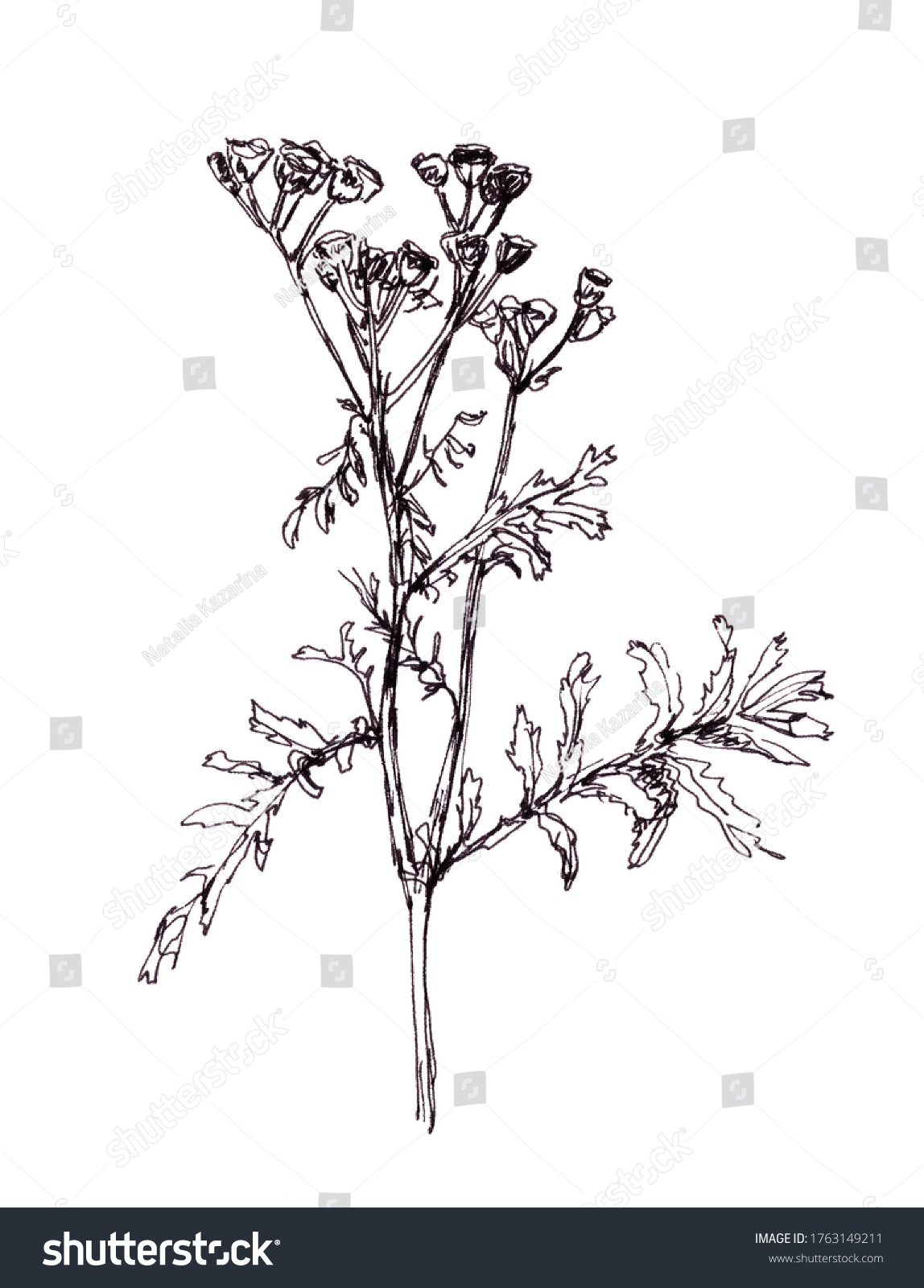 Sprig Tansy Flowers Leaves Graphic Black Stock Illustration 1763149211