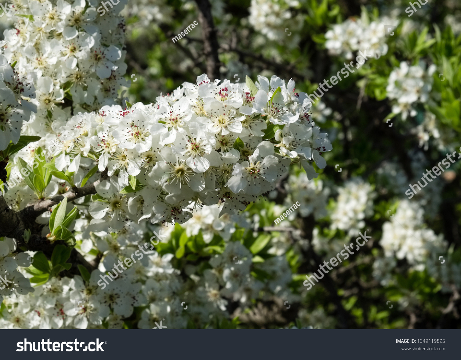 Spring Background Flowering Almond Trees White Stock Photo Edit Now 1349119895