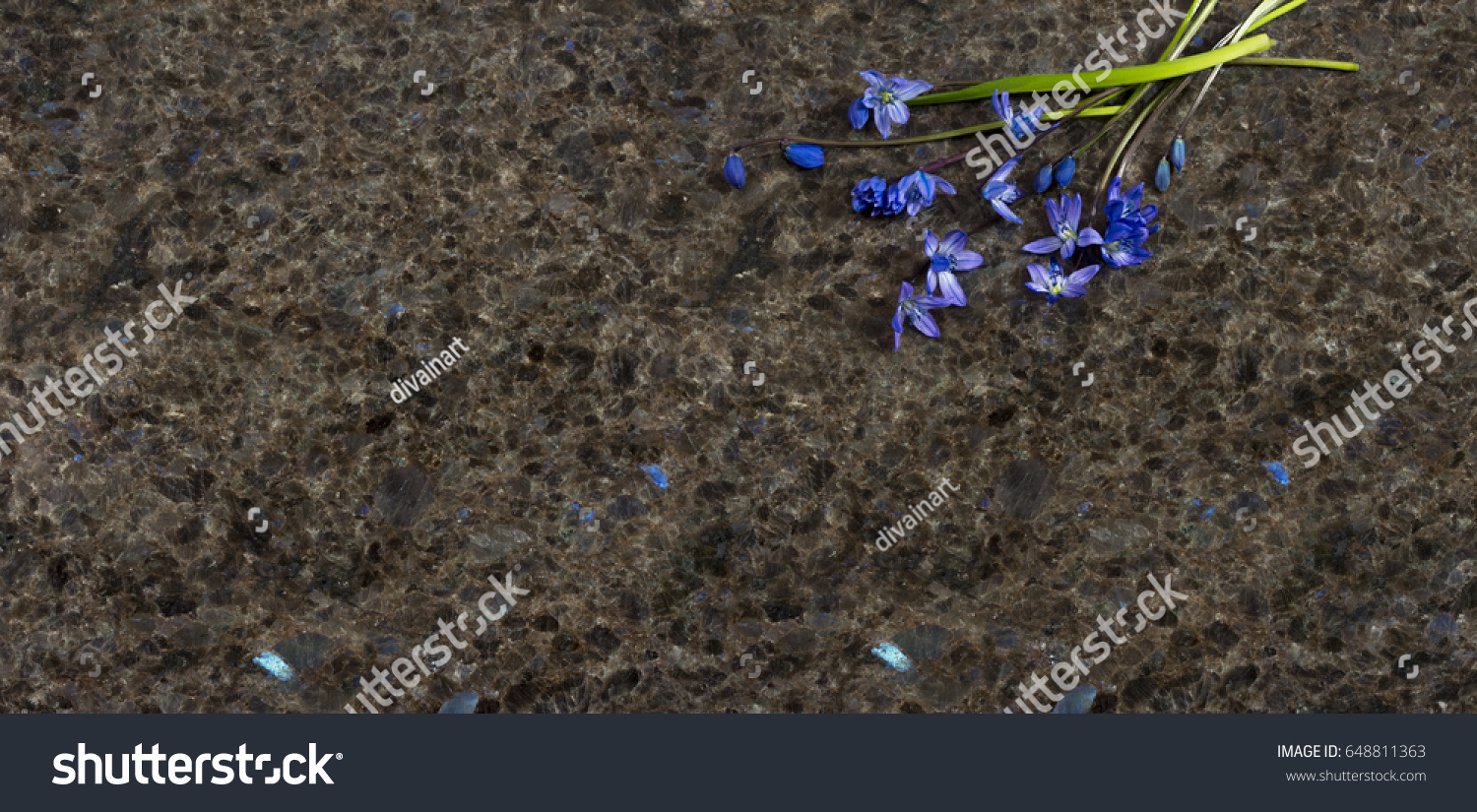 Spring Blue Wild Flowers Scilla Willow Stock Photo Edit Now