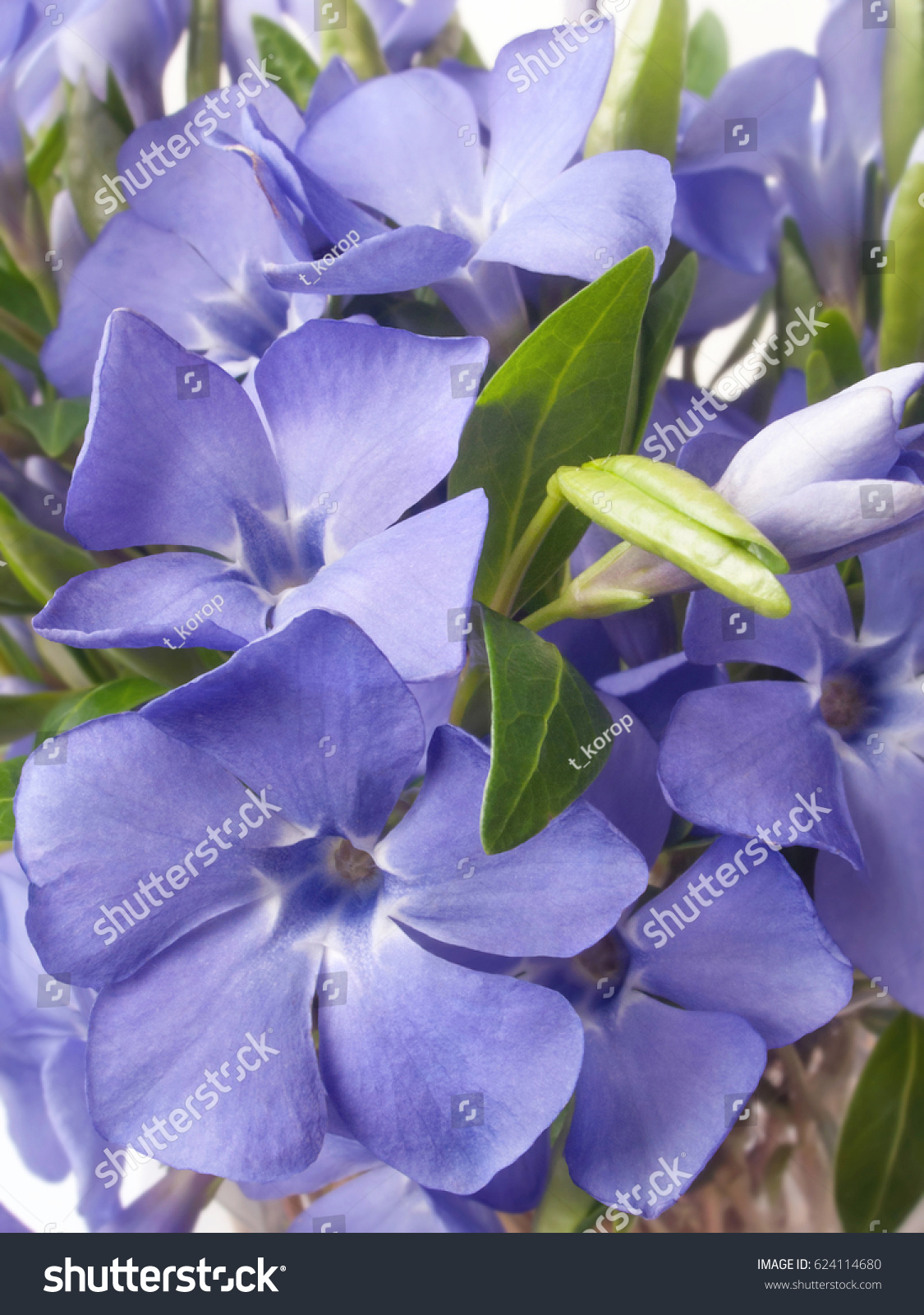 Spring Bright Violet Wild Barvinok Periwinkle Stock Photo Edit Now 624114680