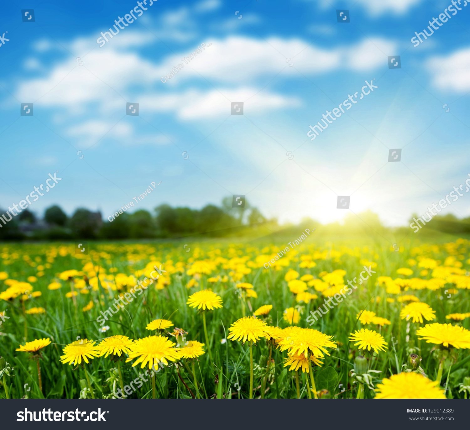 LET'S CHAT! - Page 2 Stock-photo-spring-field-with-dandelions-on-bright-sunny-day-129012389