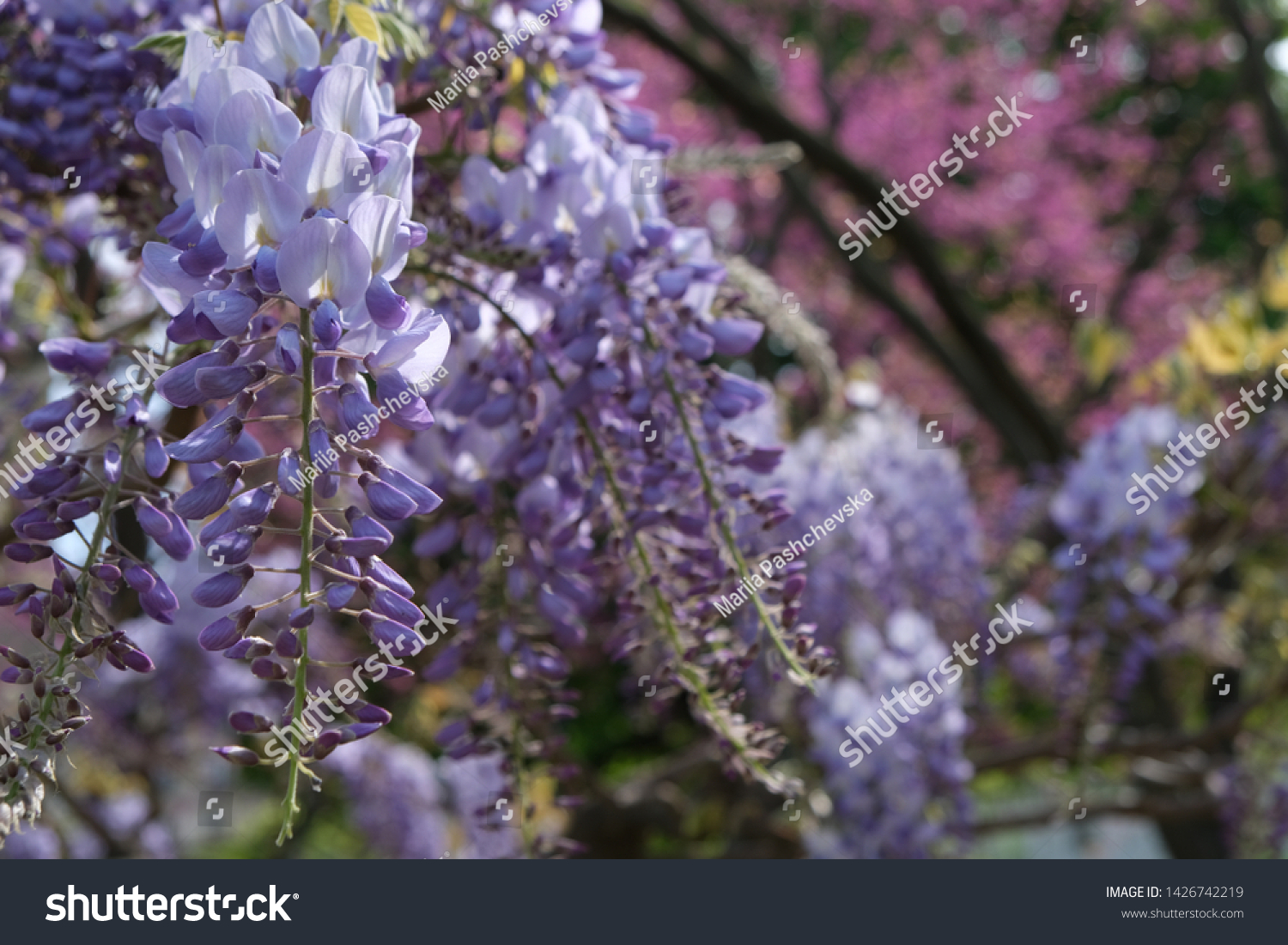 Spring Flowers Trees Paris Stock Photo Edit Now 1426742219