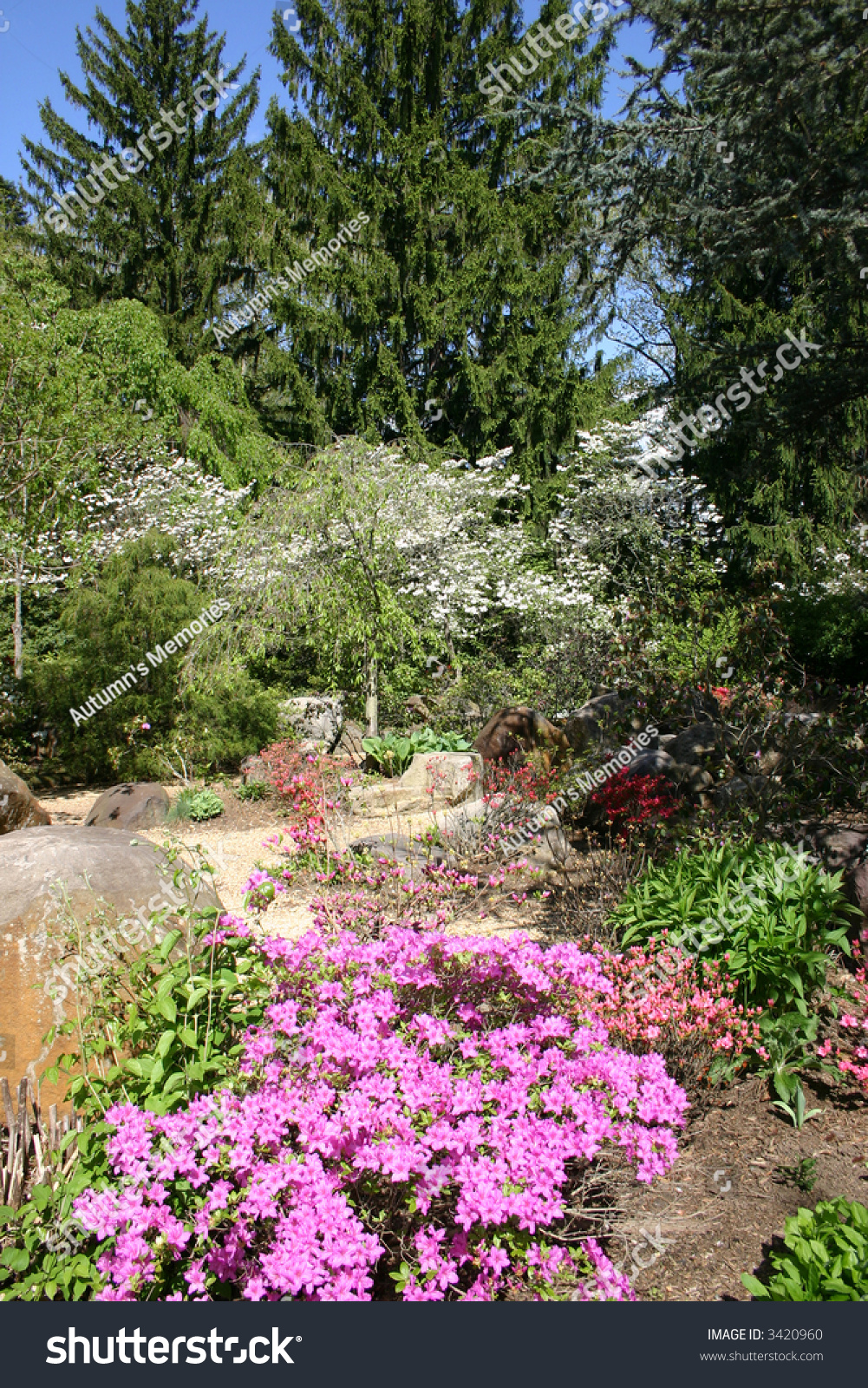 Spring Flowers Sayen Gardens Hamilton New Stock Photo Edit Now