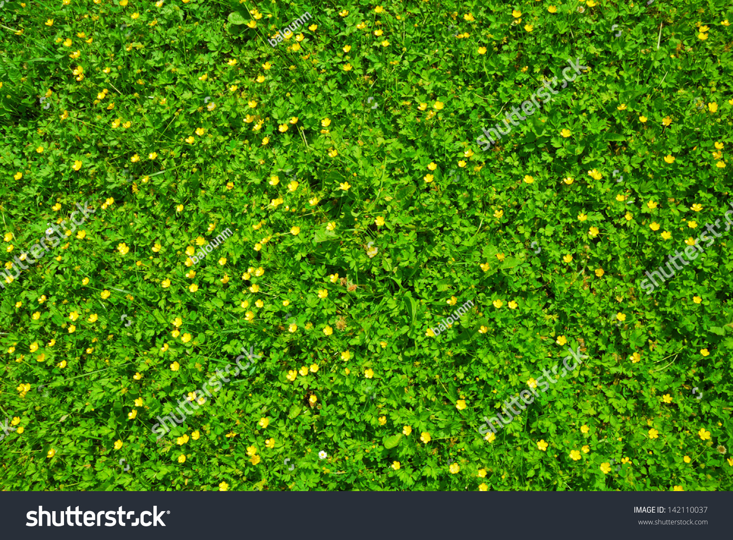 Spring Green Grass Texture With Flowers Stock Photo 142110037 ...