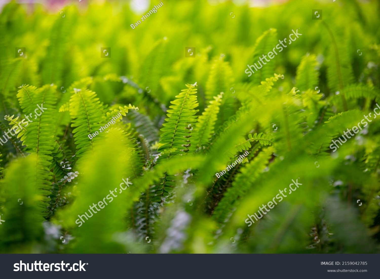 93 Kidney fern Images, Stock Photos & Vectors | Shutterstock