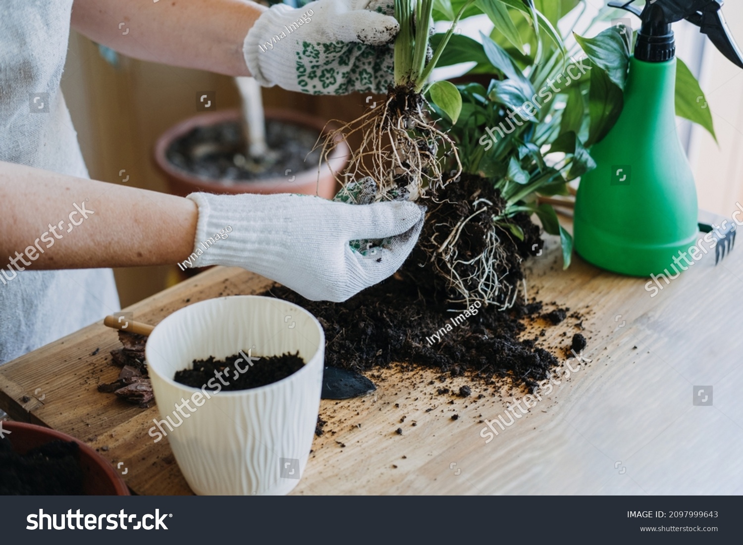 4,701 Repot plants Images, Stock Photos & Vectors | Shutterstock