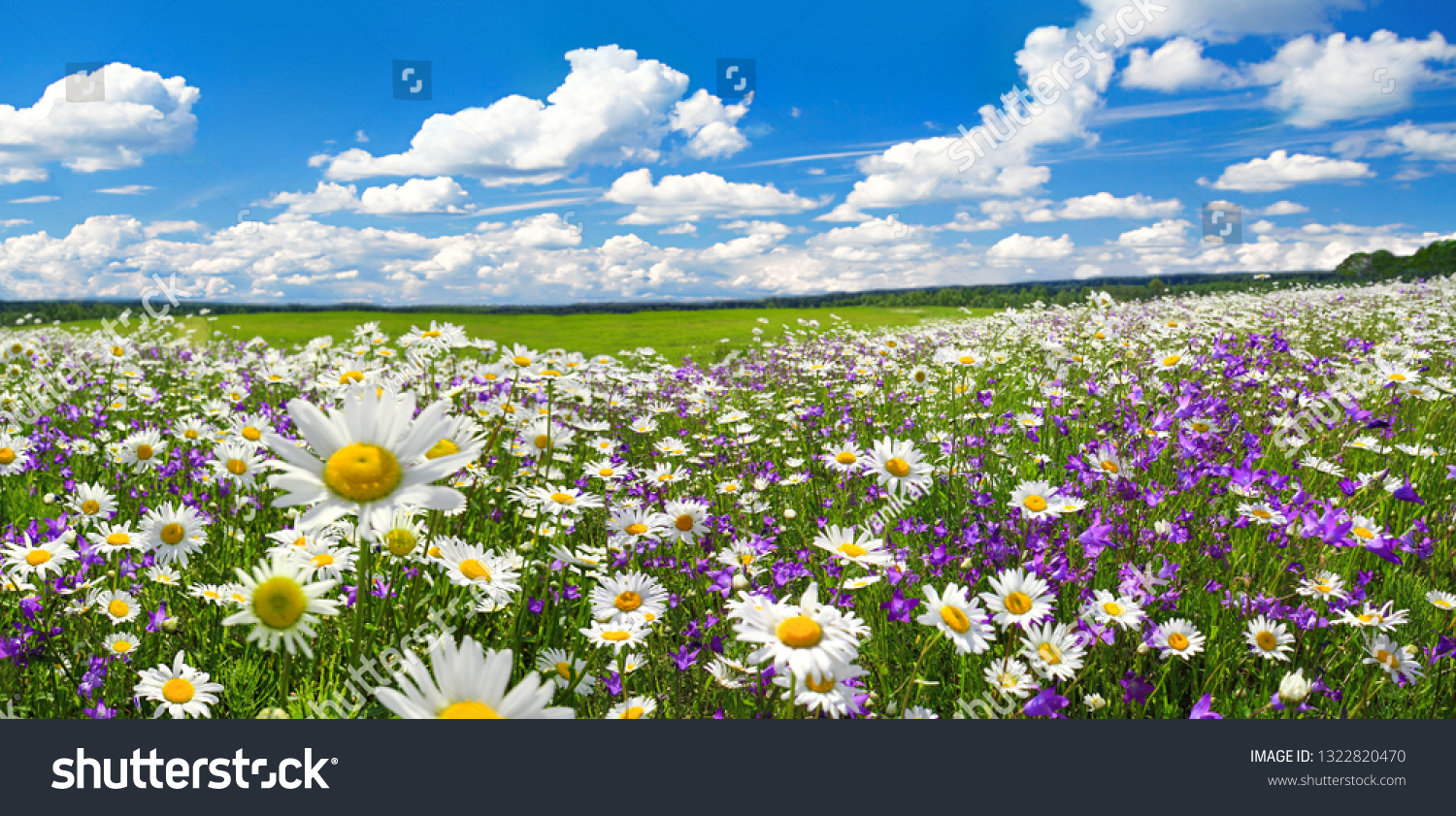 Pavasario kraštovaizdžio gėlės