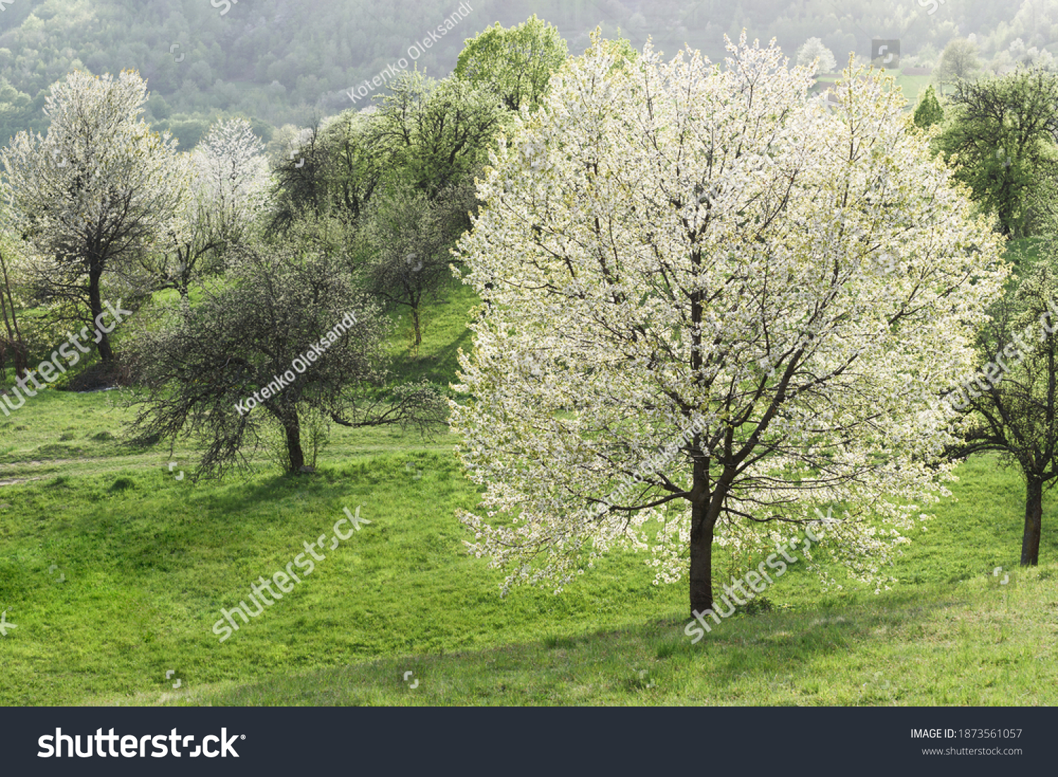  Gold Classic  Template Design Featuring Spring Landscape with Cherry