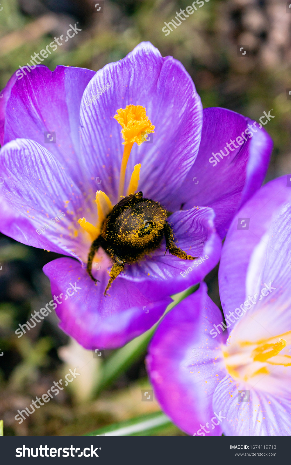 Bumble bee booty