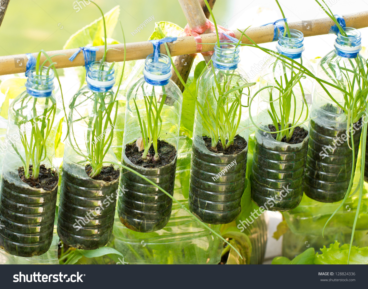 Spring Onion Grow In Used Water Bottle, Vegetables Plant For Urban Life ...