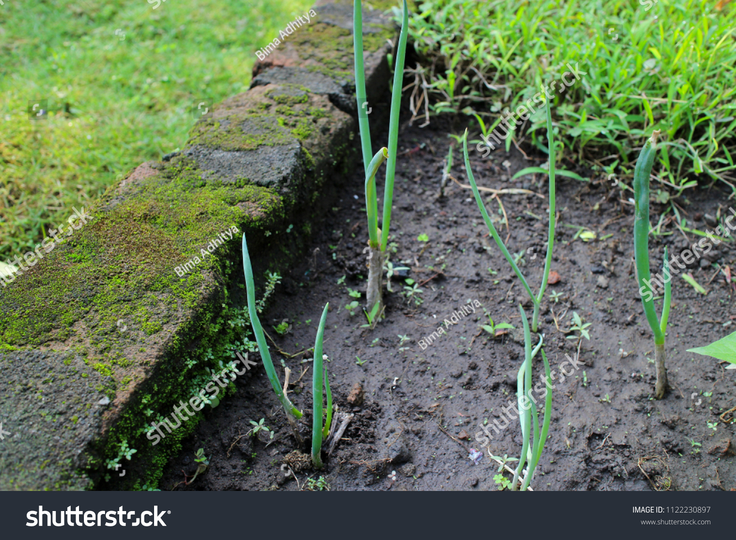 Spring Onion Plantation Agriculture Small Home Stock Photo Edit Now