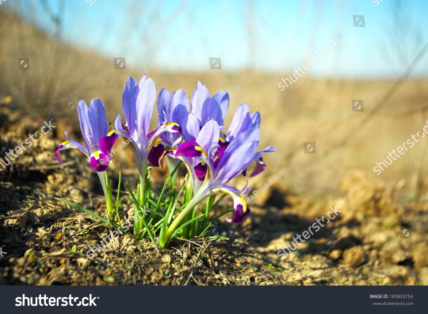 Spring Time Wallpaper Blue Iris Flowers Stock Photo Edit Now Spring Time Wallpaper Blue Iris Flowers Stock Photo Edit Now