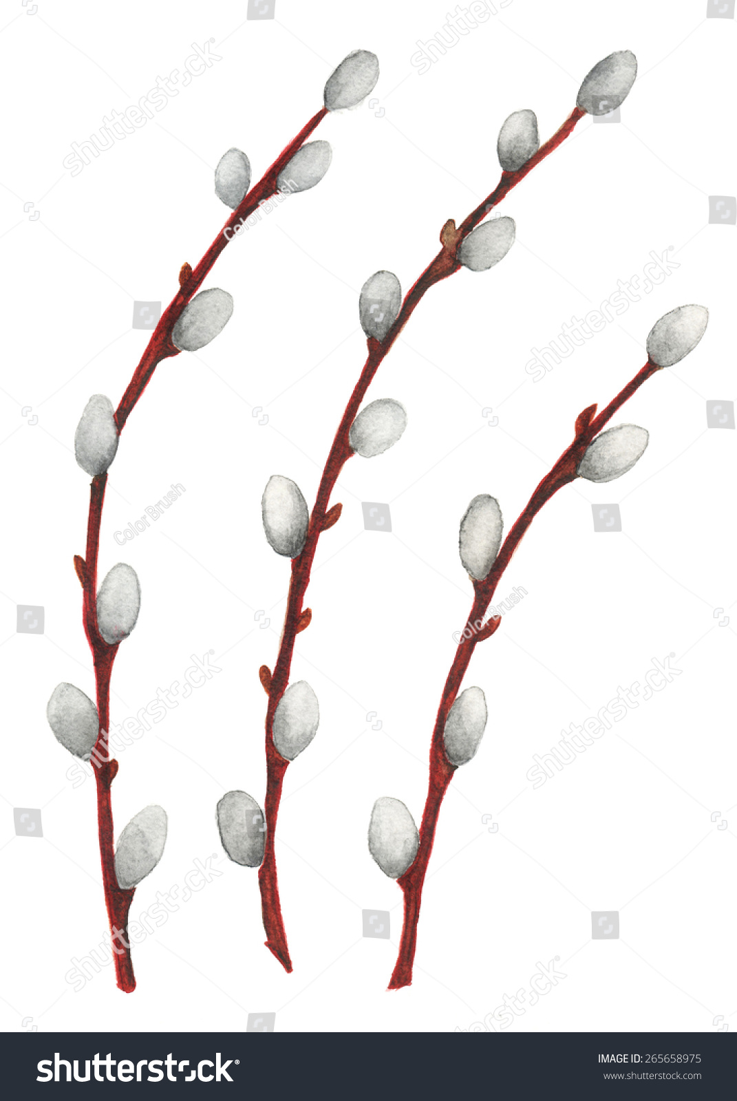 Big tit sluts bukkake Cysts on pussy willow branches