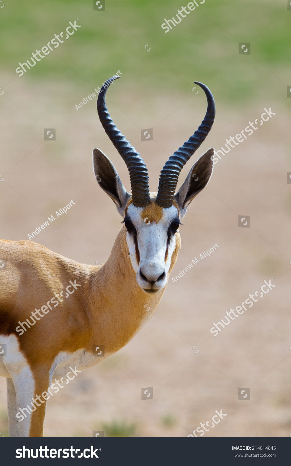 Springbok Antidorcas Marsupialis Head Shoulders Kalahari Stock Photo ...