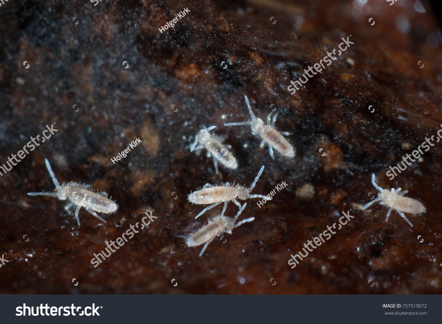 Springtails Collembola On Soil Humus Stock Photo 757519072 | Shutterstock