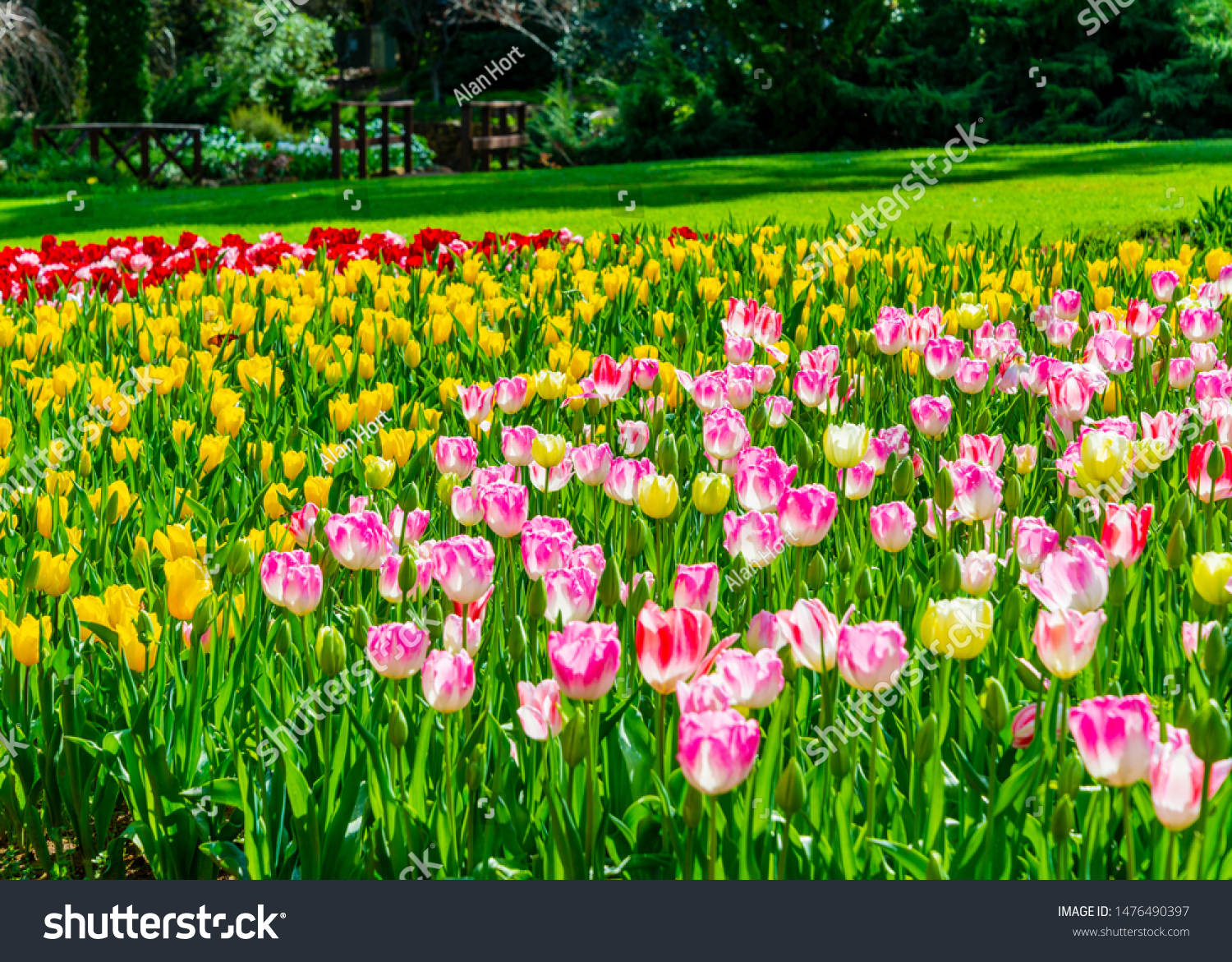 Springtime Tulips Bloom South Western Australia Stock Photo Edit Now 1476490397