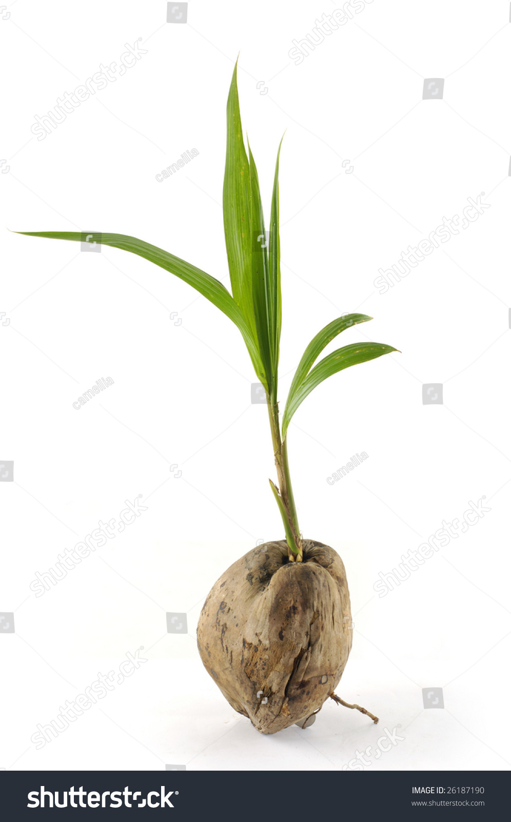 Sprout Coconut Seed Stock Photo 26187190 - Shutterstock