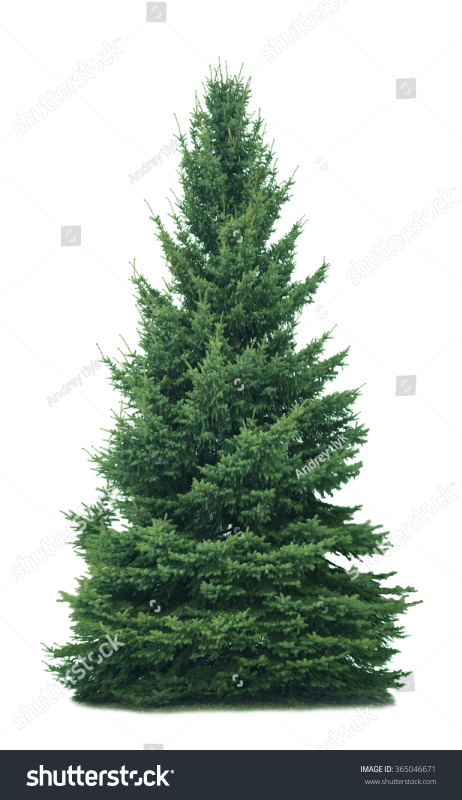 Spruce Tree Isolated On White Background Stock Photo 365046671