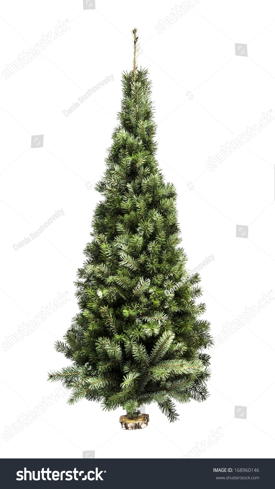 Spruce Tree Isolated On White Background Stock Photo 168960146