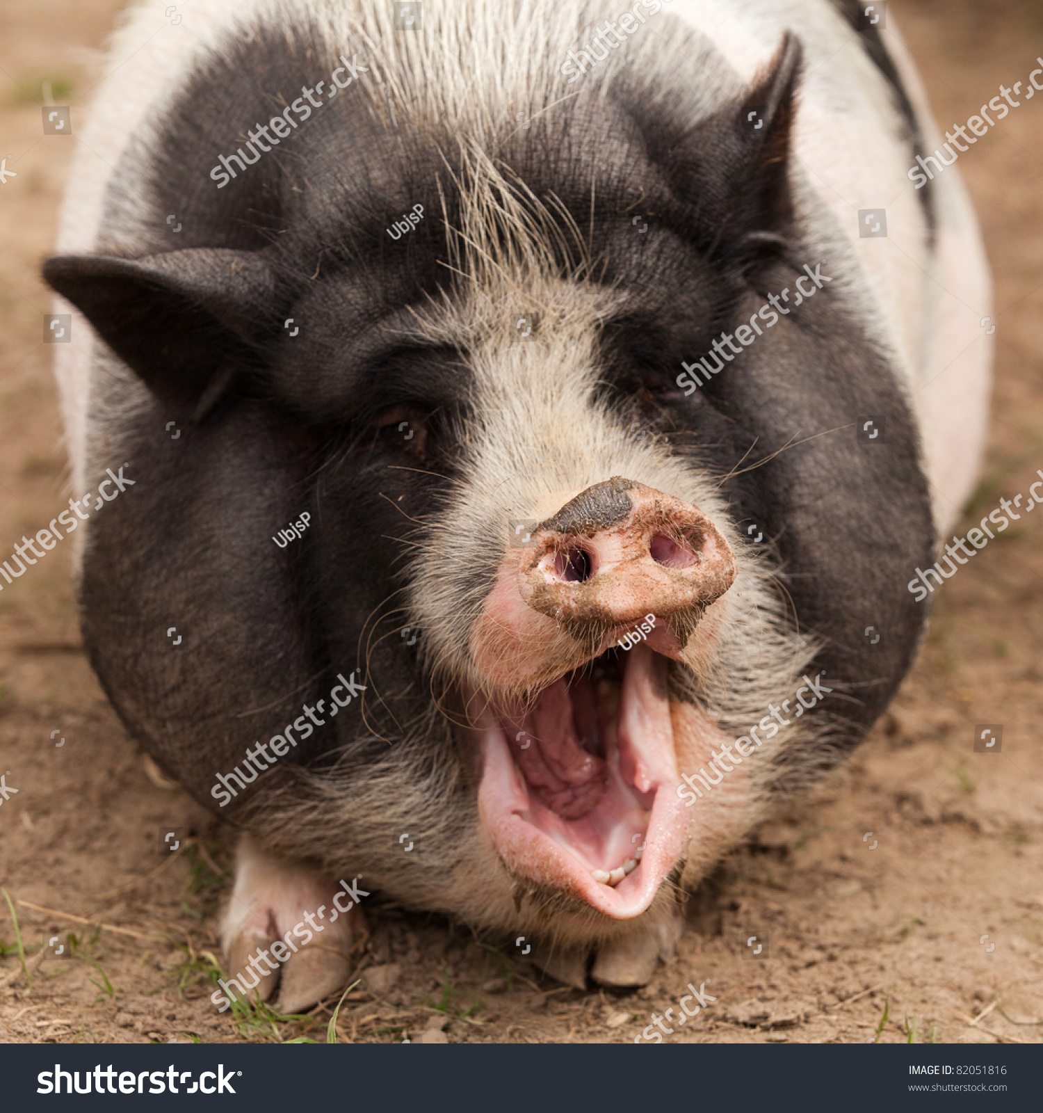 Squeaking Pig Stock Photo 82051816 - Shutterstock