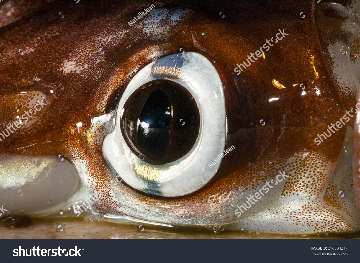 5,486 Squid Eye Images, Stock Photos & Vectors 