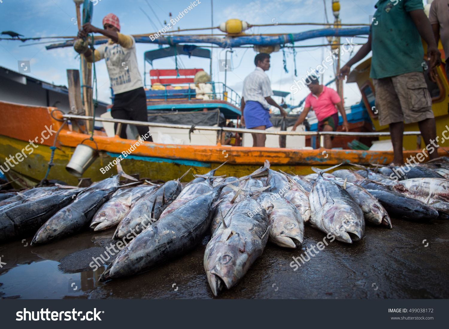 Sri Lanka Fish Market Stock Photo (Edit Now) 499038172