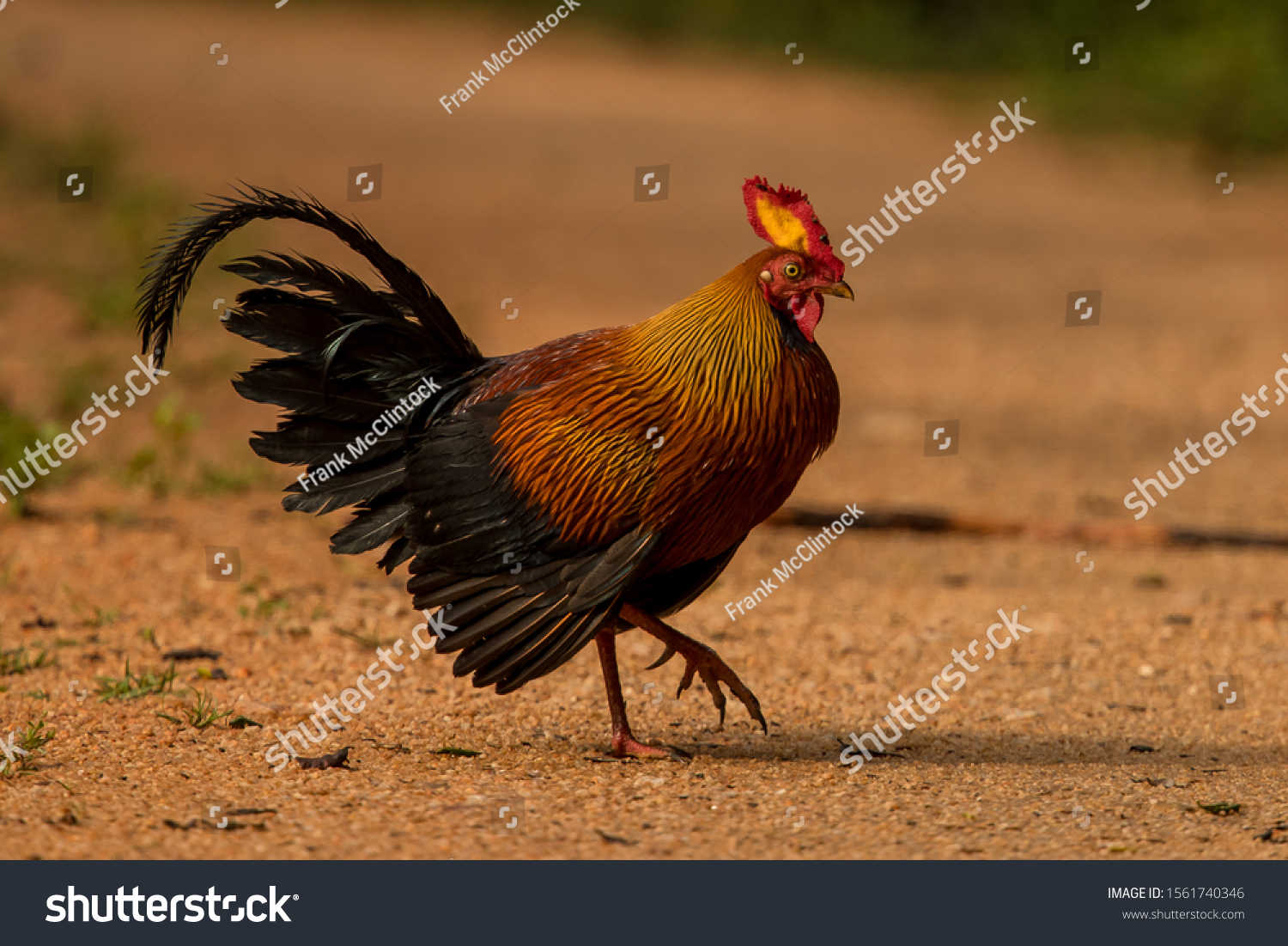 34 Sri Lanka Junglefowl Gallus Lafayettii Images, Stock Photos ...