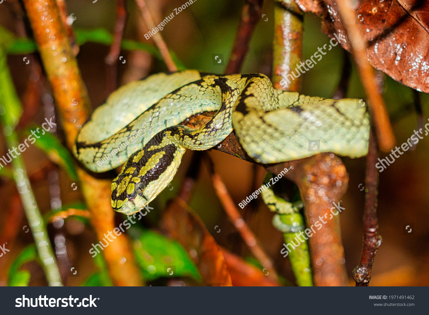 Sri Lankan Green Pit Viper Sinharaja Stock Photo 1971491462 | Shutterstock