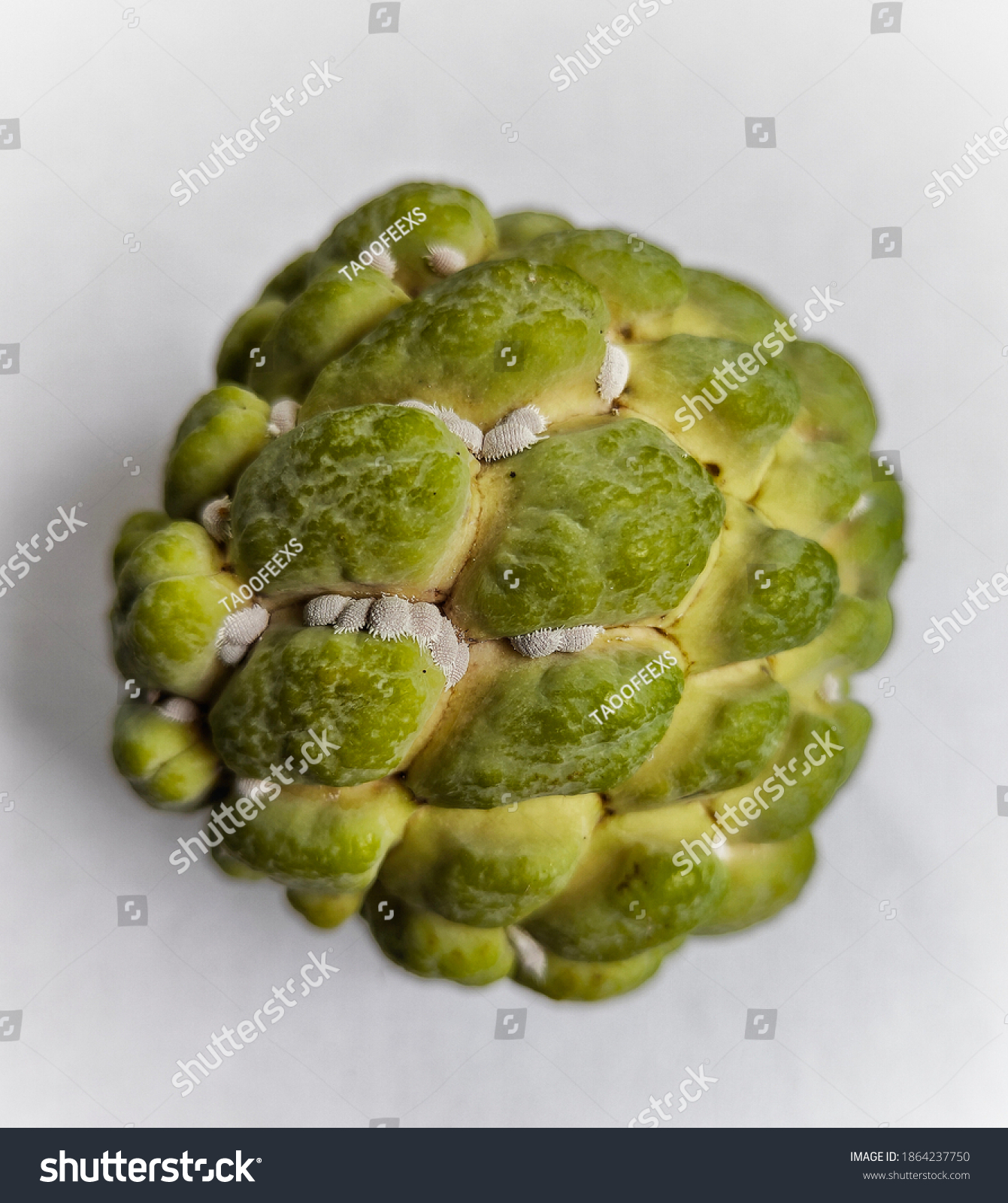 Srikaya Bahasa Latin Annona Squamosa Adalah Stock Photo Edit Now