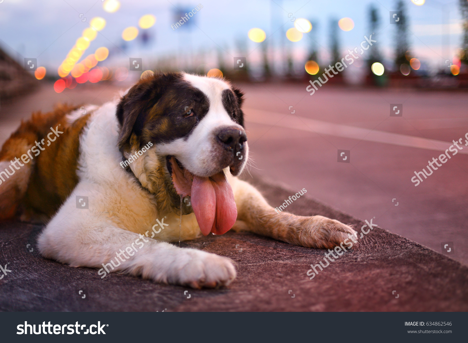 st bernard in heat