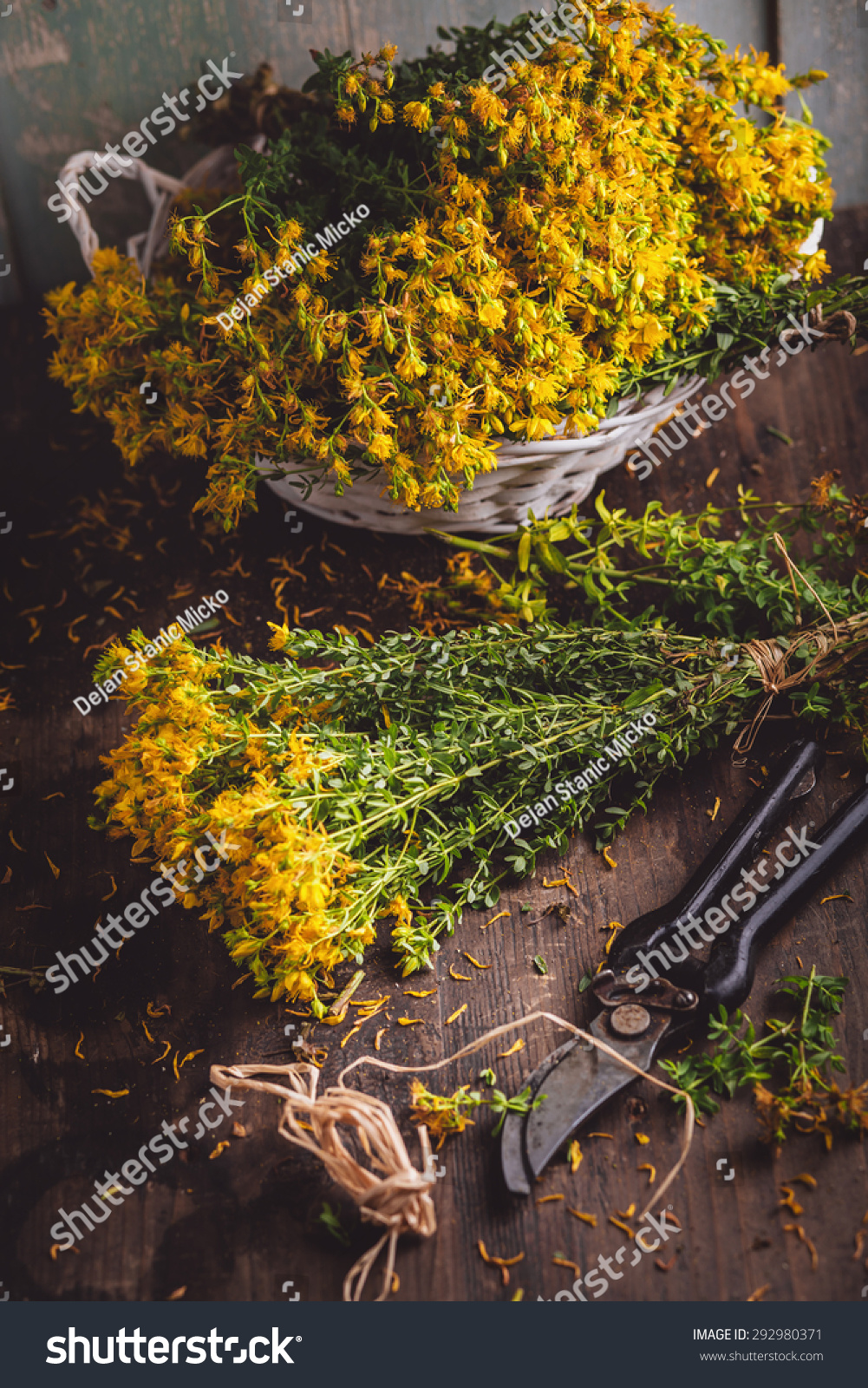 St Johns Wort Hypericum Dried On Stock Photo 292980371 | Shutterstock