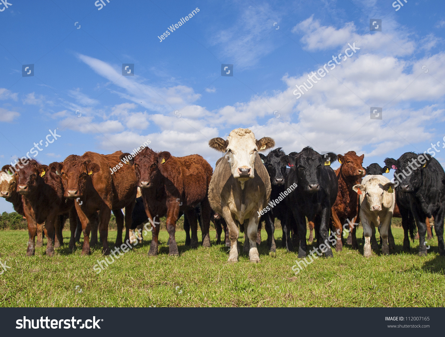 Stabilizer + Other Cows In English Countryside Stock Photo 112007165 ...