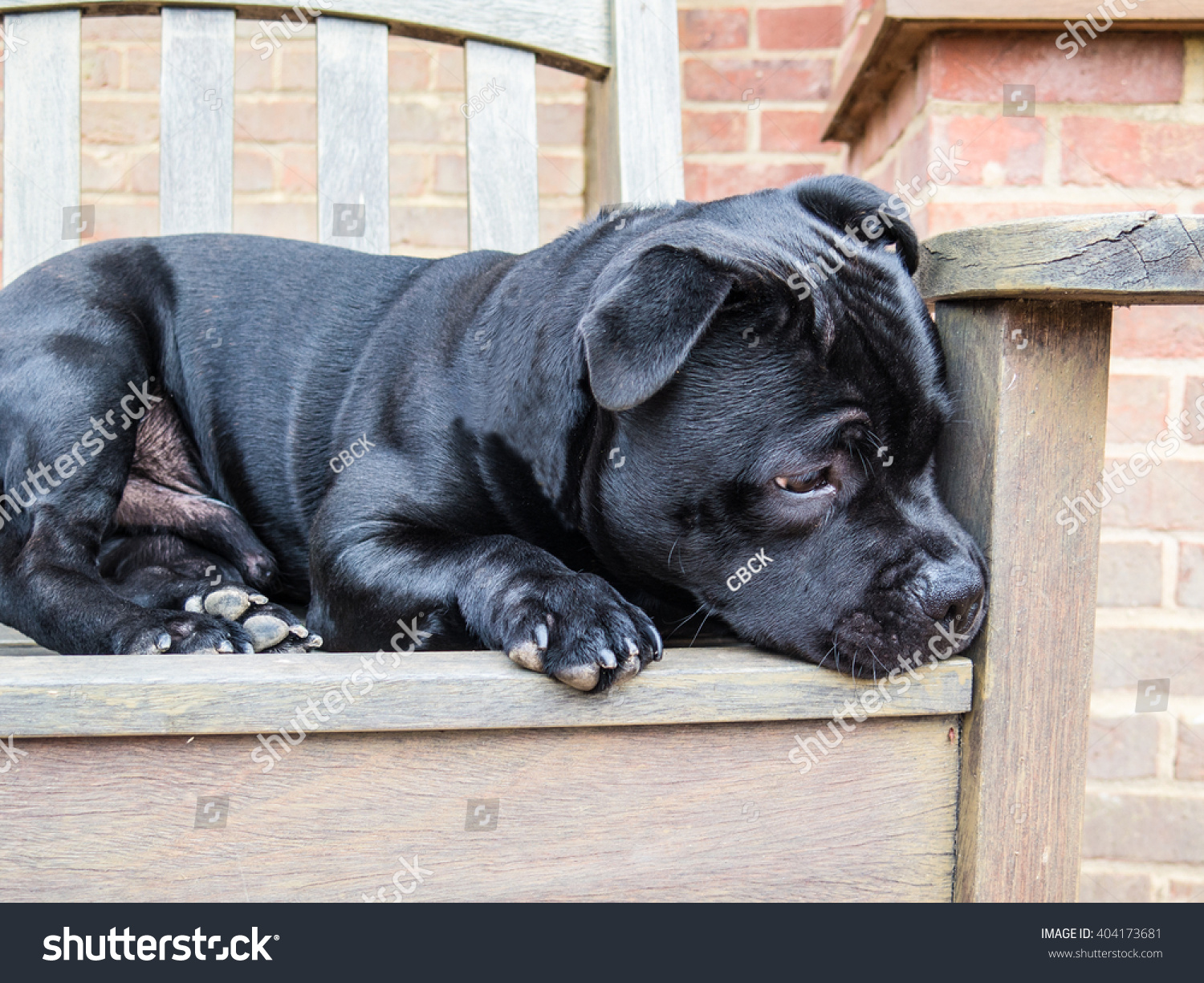 Staffordshire Bull Terrier Black Brindle 8 Stock Photo Edit Now 404173681
