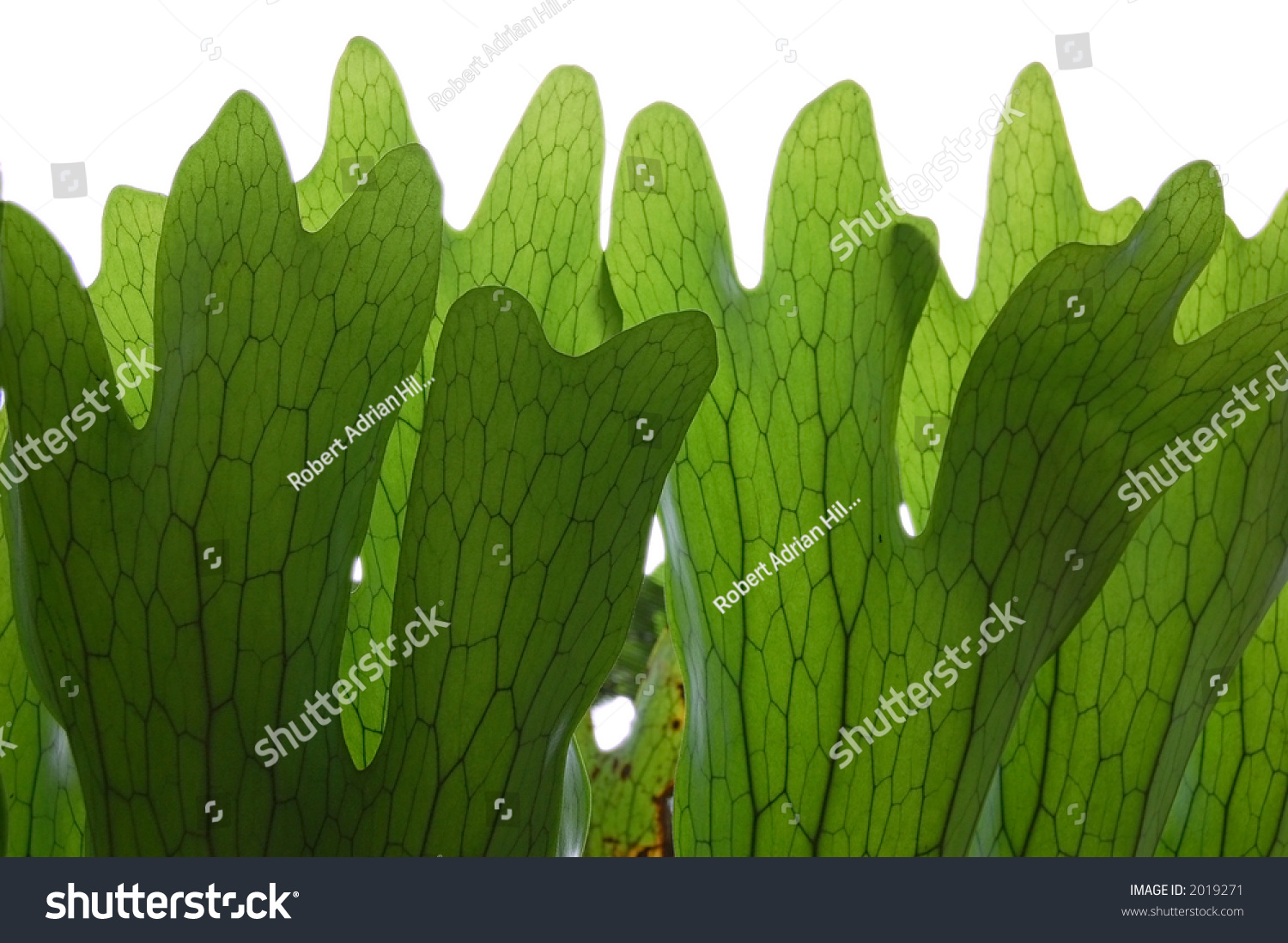 Stags Head Fern Leaves Clipping Path Stock Photo Edit Now 2019271   Stock Photo Stag S Head Fern Leaves With Clipping Path 2019271 