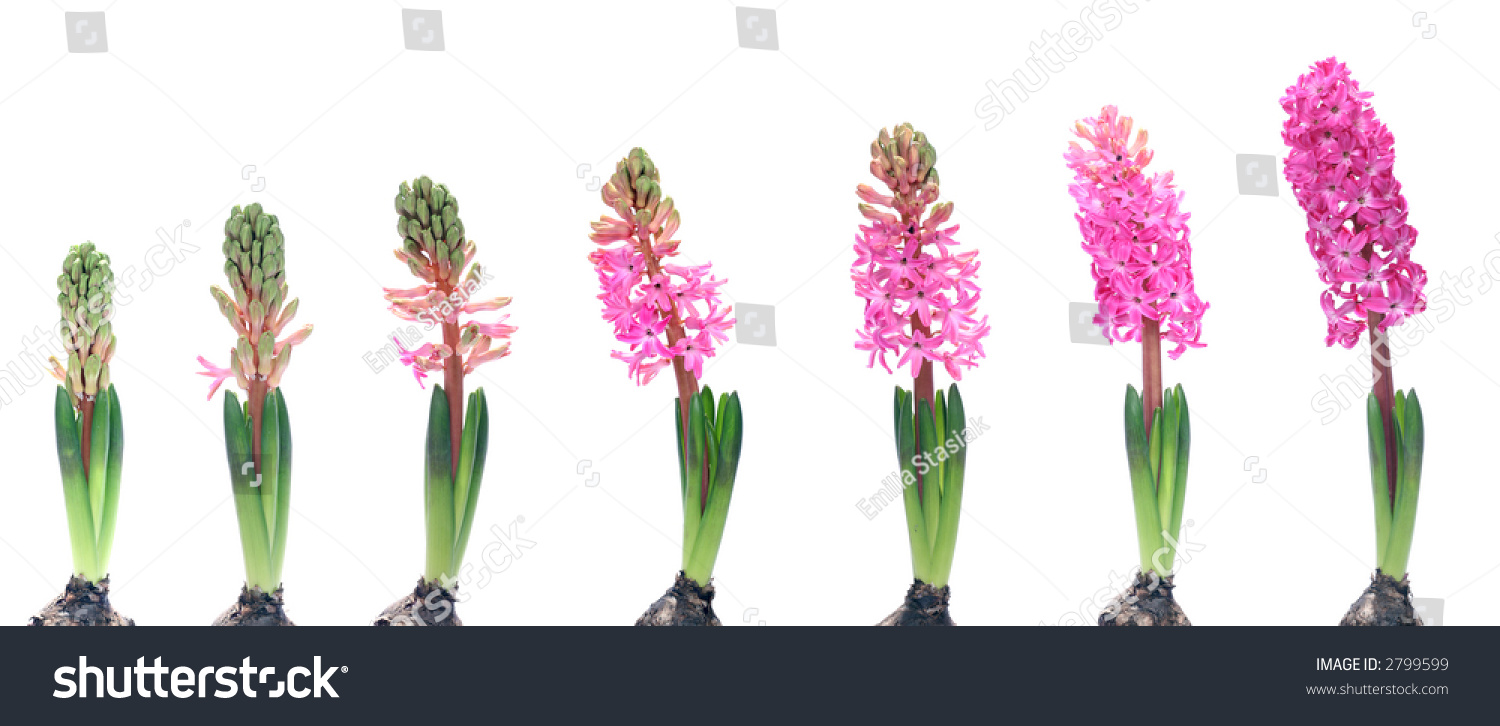 Stages Growth Hyacinth On White Background Stock Photo (Edit Now) 2799599