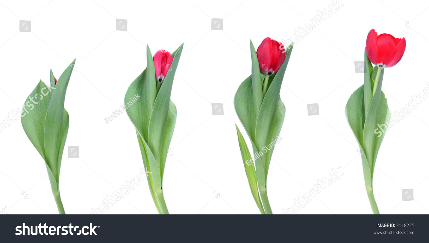 Our Time Lapse Photo Sequence Tulips Go >> Stages Growth Tulips On White Background Stock Photo Edit Now Our Time Lapse Photo Sequence Tulips Go >> Stages Growth Tulips On White Background Stock Photo Edit Now