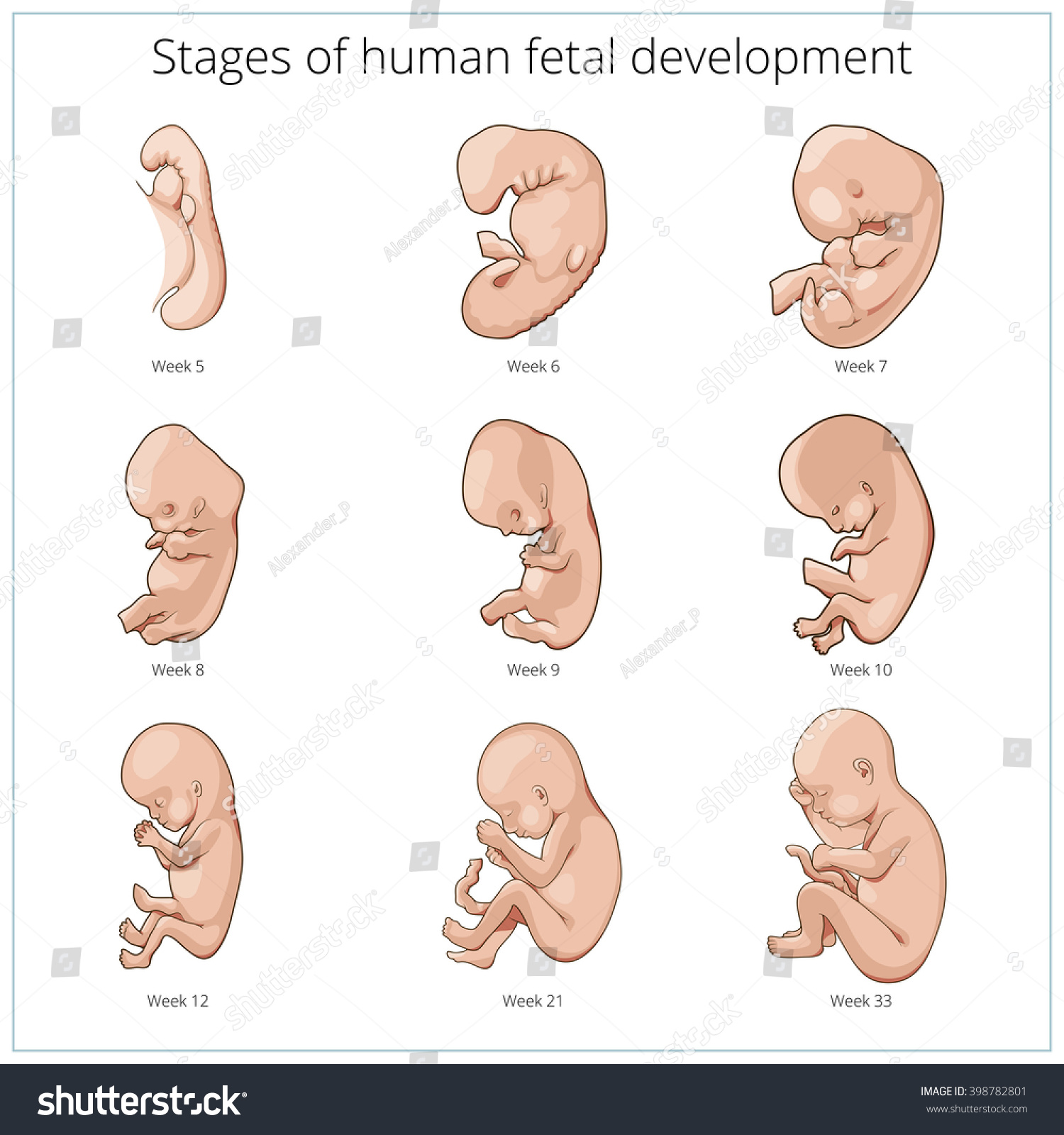 Stages Human Fetal Development Schematic Raster Stock Illustration 398782801
