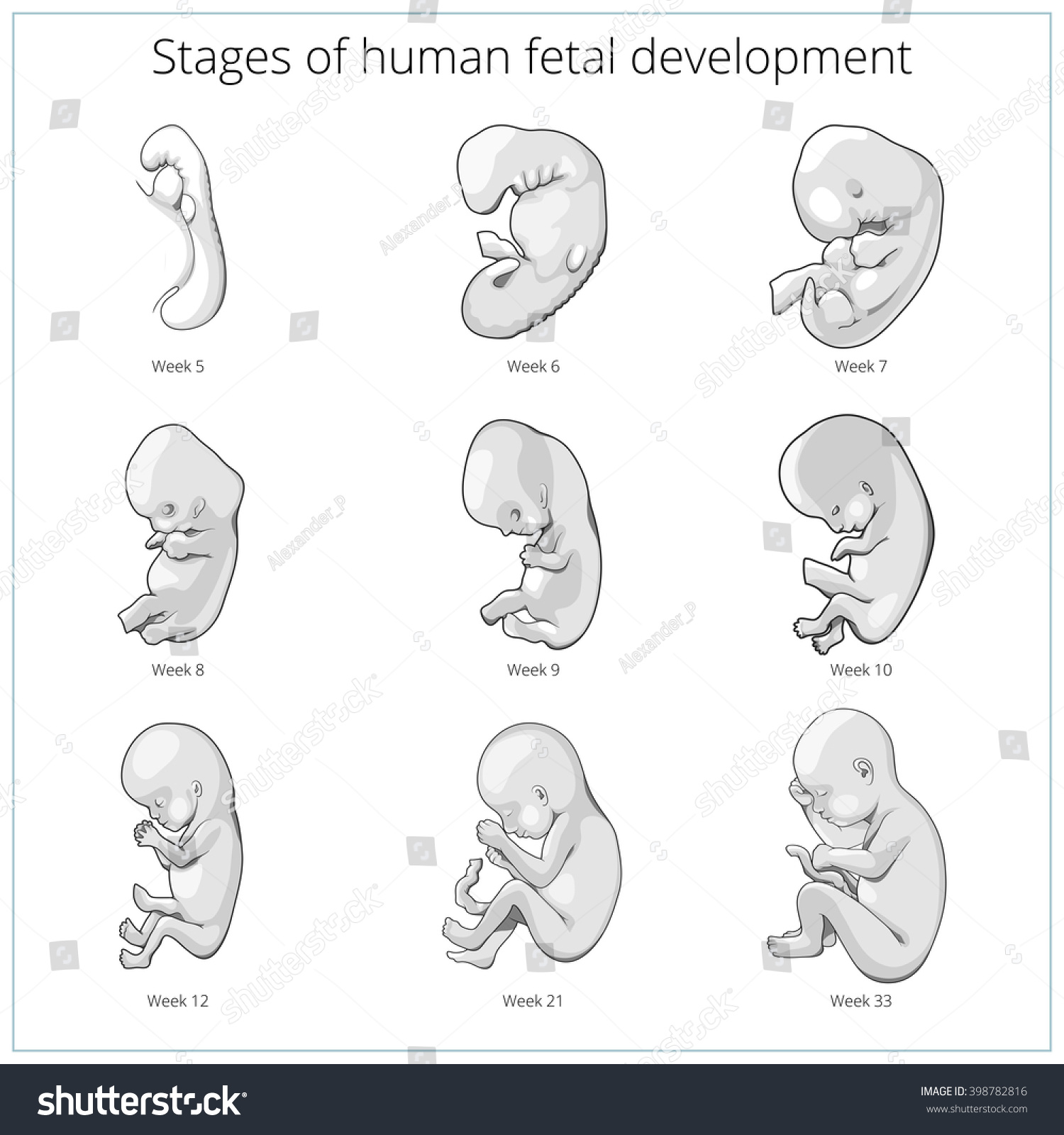 Stages Human Fetal Development Schematic Raster Stock Illustration ...