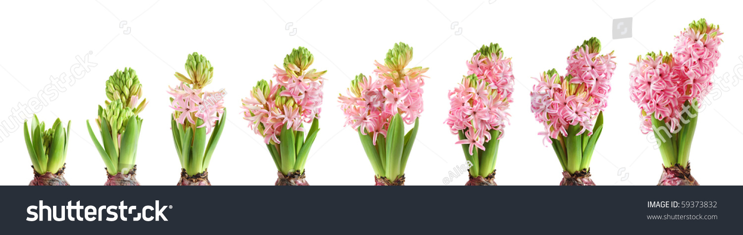 Stages Hyacinth Growing Blooming Stock Photo 59373832 - Shutterstock