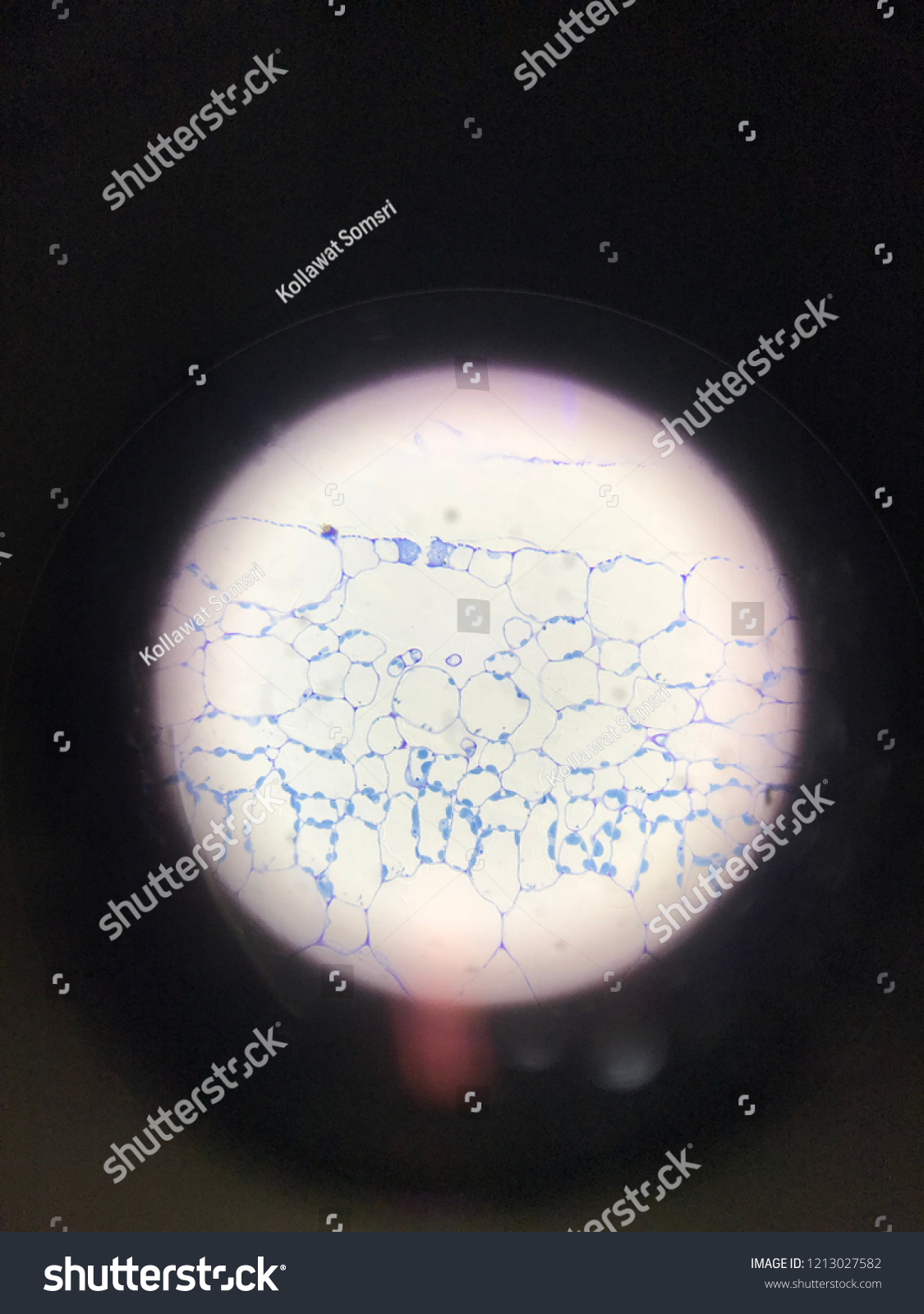 Stained Plant Cells Cell Walls Cell Stock Photo 1213027582 | Shutterstock