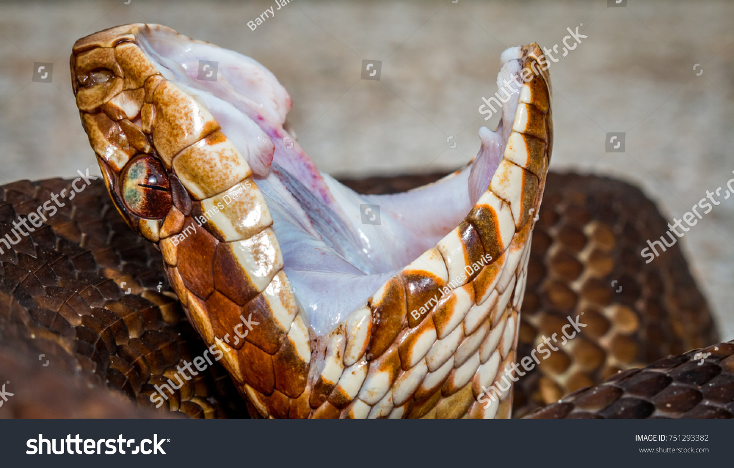Standoffish Cottonmouth Snake Giving Traditional Threat Stock Photo Edit Now